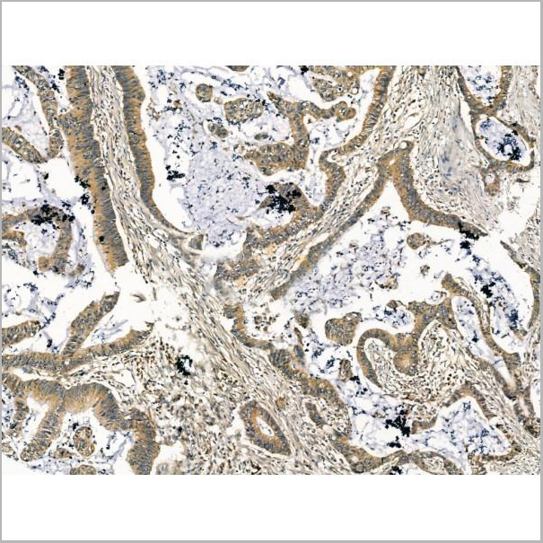product-image-AAA31169_IHC5.jpg