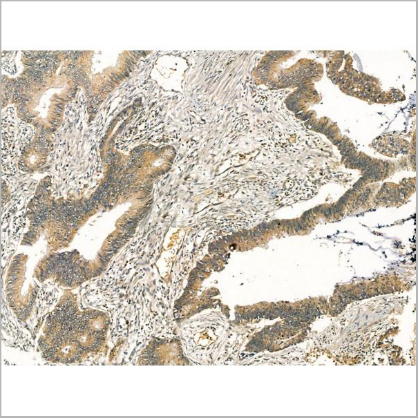 product-image-AAA31169_IHC6.jpg