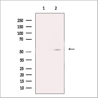 product-image-AAA31169_WB.jpg