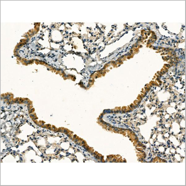 product-image-AAA31170_IHC4.jpg