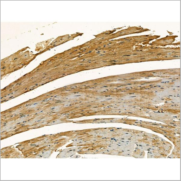 product-image-AAA31170_IHC5.jpg