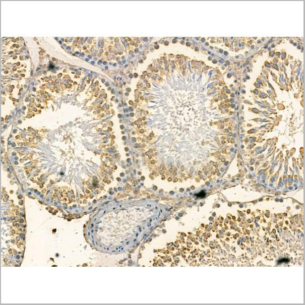 product-image-AAA31171_IHC3.jpg