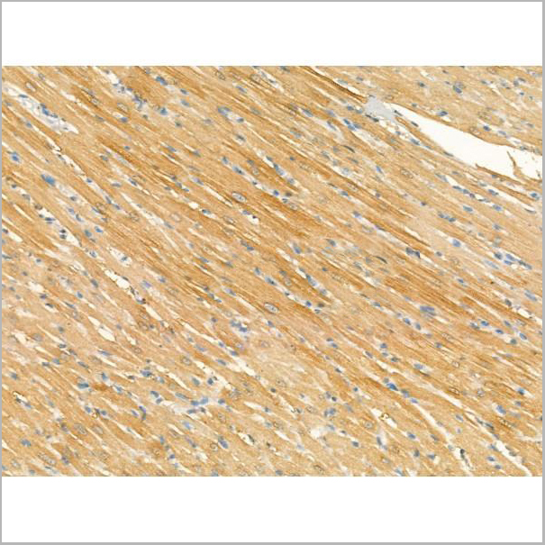 product-image-AAA31171_IHC4.jpg
