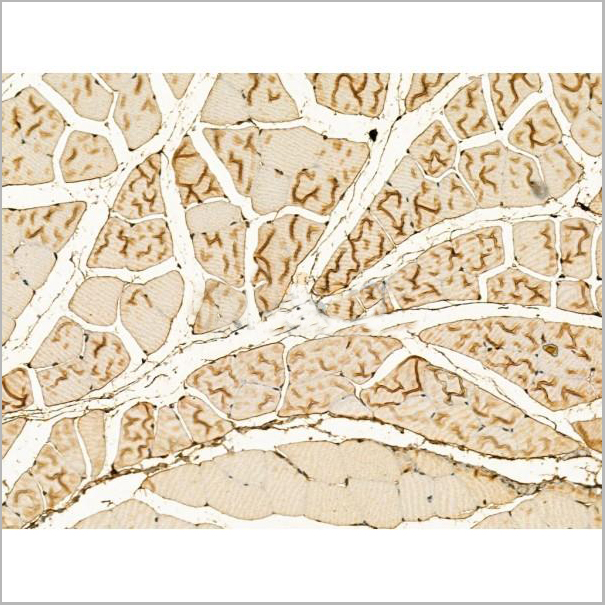 product-image-AAA31171_IHC5.jpg