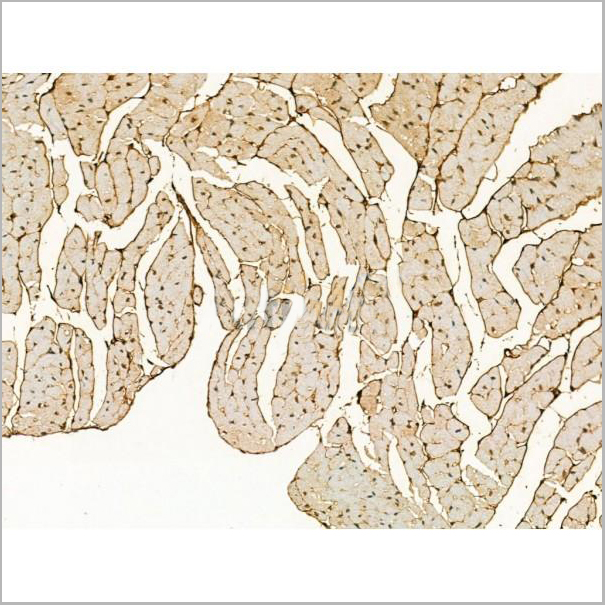 product-image-AAA31171_IHC7.jpg