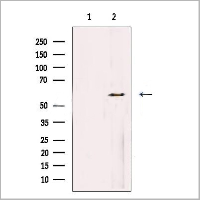 product-image-AAA31171_WB.jpg