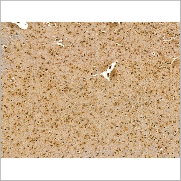 product-image-AAA31172_IHC4.jpg