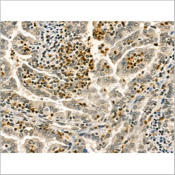 product-image-AAA31172_IHC5.jpg