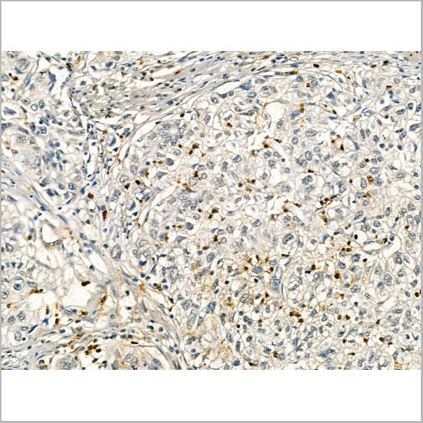 product-image-AAA31172_IHC7.jpg
