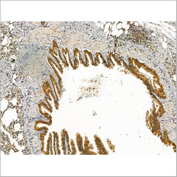 product-image-AAA31173_IHC3.jpg