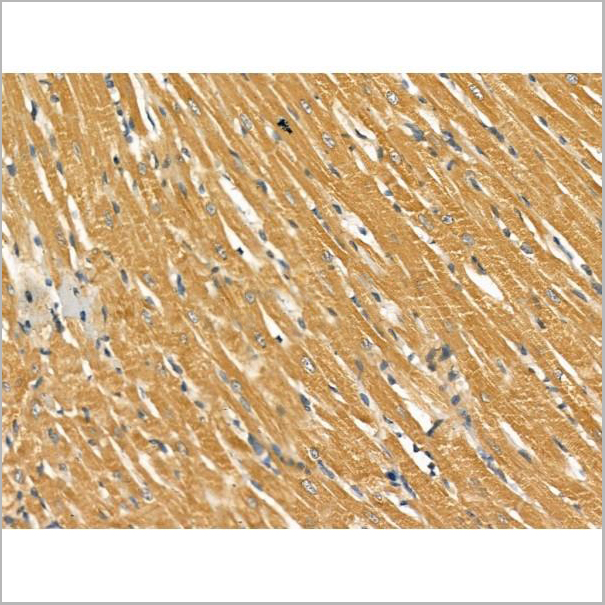 product-image-AAA31173_IHC4.jpg