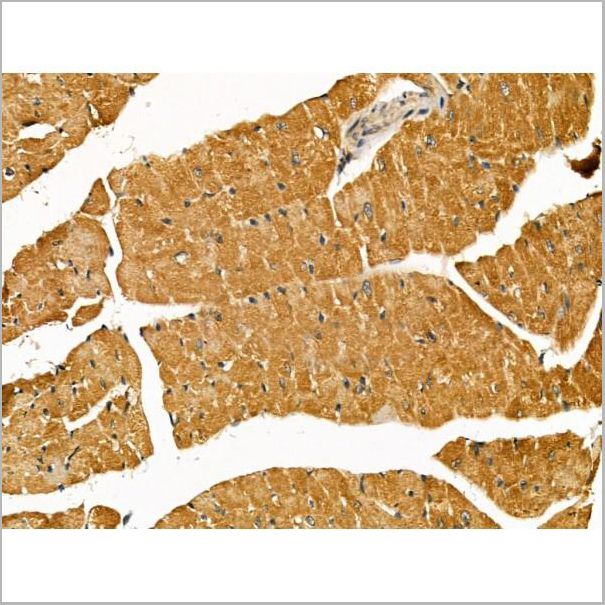 product-image-AAA31173_IHC5.jpg