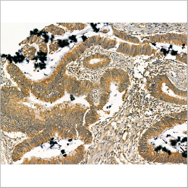 product-image-AAA31173_IHC7.jpg