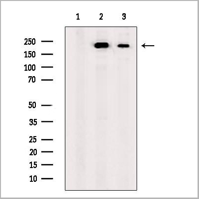 product-image-AAA31173_WB.jpg