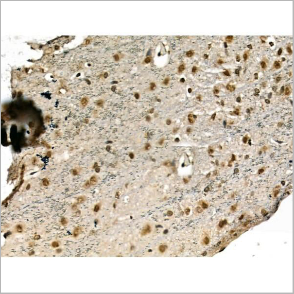 product-image-AAA31174_IHC3.jpg