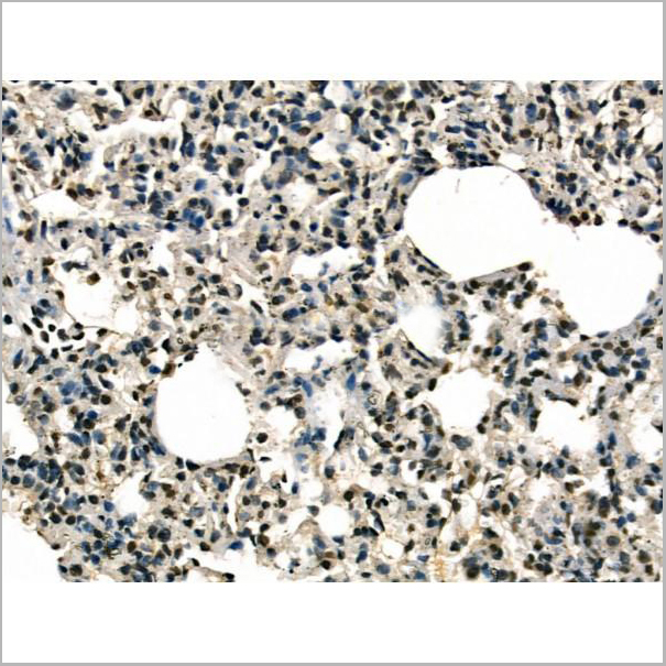 product-image-AAA31174_IHC5.jpg