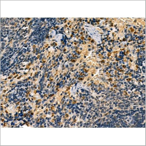 product-image-AAA31174_IHC6.jpg