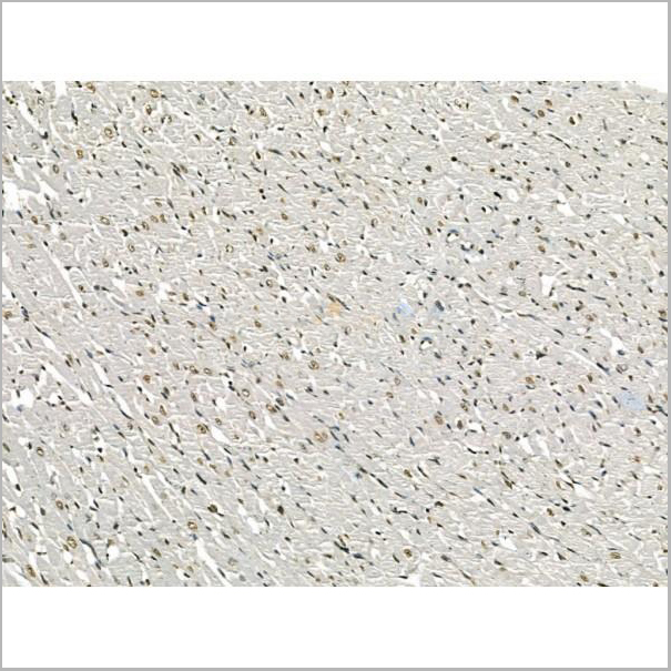 product-image-AAA31174_IHC7.jpg