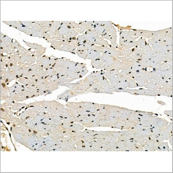 product-image-AAA31174_IHC8.jpg