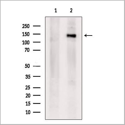 product-image-AAA31174_WB.jpg