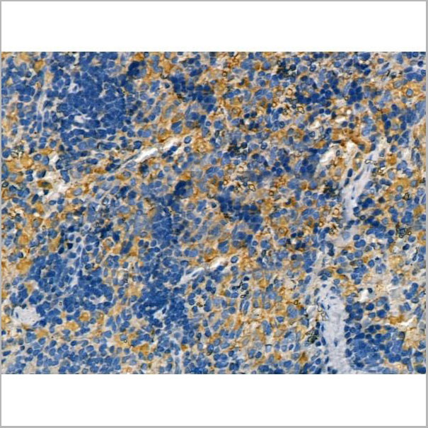 product-image-AAA31175_IHC3.jpg