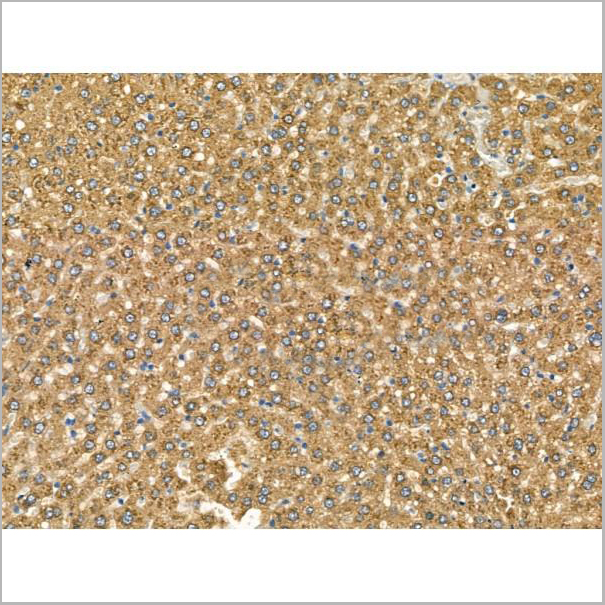 product-image-AAA31175_IHC4.jpg