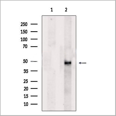 product-image-AAA31175_WB.jpg