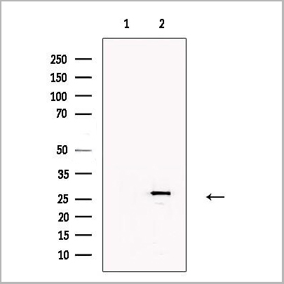 product-image-AAA31176_WB.jpg