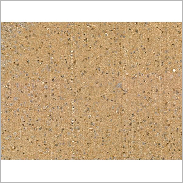 product-image-AAA31177_IHC3.jpg