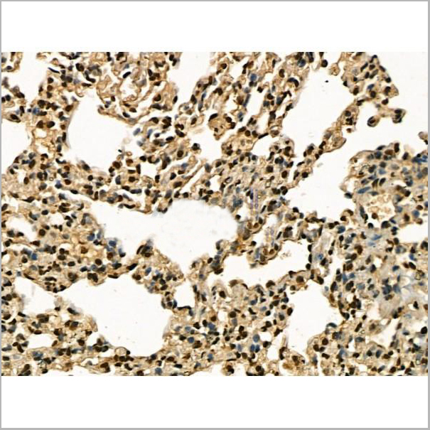 product-image-AAA31177_IHC5.jpg