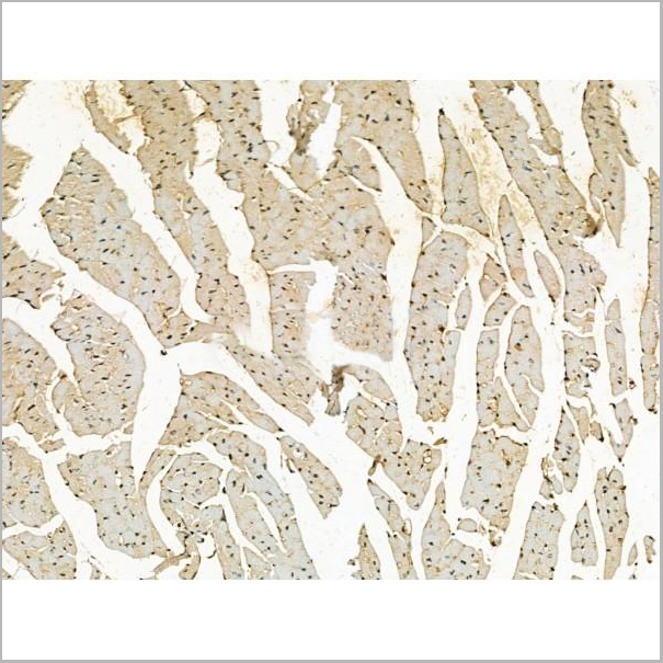 product-image-AAA31177_IHC7.jpg