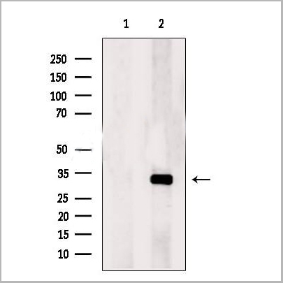 product-image-AAA31177_WB.jpg