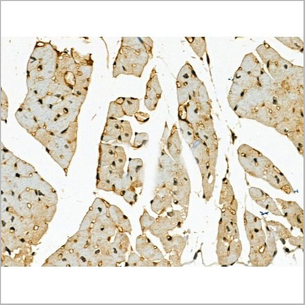 product-image-AAA31178_IHC5.jpg