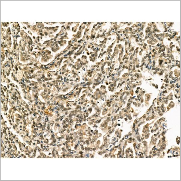 product-image-AAA31178_IHC6.jpg