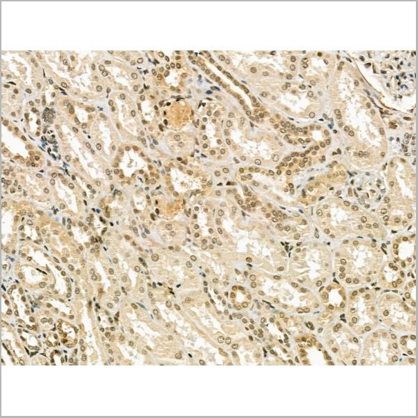 product-image-AAA31178_IHC7.jpg