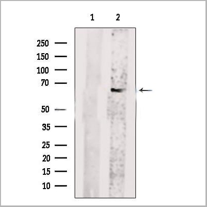 product-image-AAA31178_WB.jpg