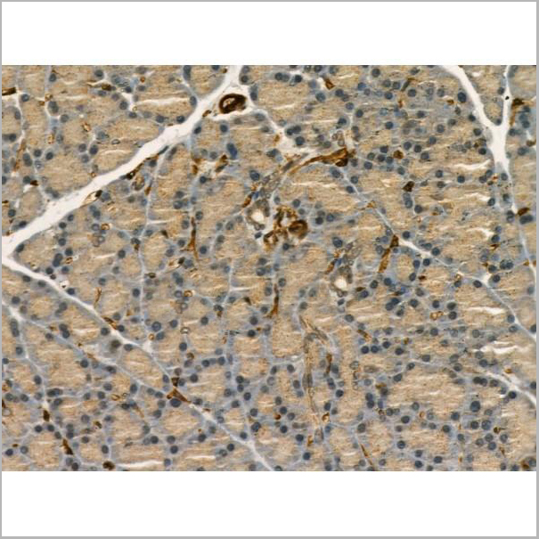 product-image-AAA31179_IHC4.jpg
