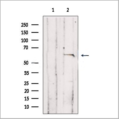 product-image-AAA31179_WB.jpg