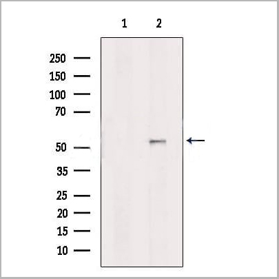 product-image-AAA31179_WB2.jpg