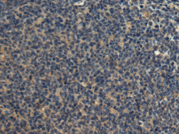 product-image-AAA311800_IHC15.png