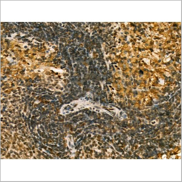 product-image-AAA31180_IHC10.jpg