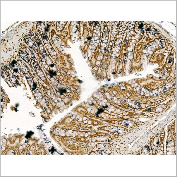 product-image-AAA31180_IHC5.jpg
