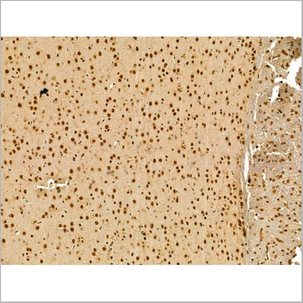 product-image-AAA31180_IHC7.jpg