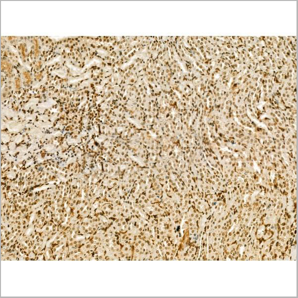 product-image-AAA31180_IHC8.jpg