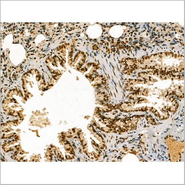 product-image-AAA31180_IHC9.jpg