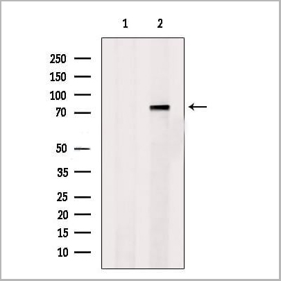product-image-AAA31180_WB.jpg