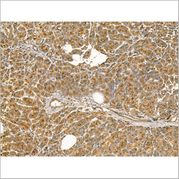 product-image-AAA31181_IHC5.jpg