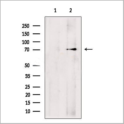 product-image-AAA31181_WB.jpg