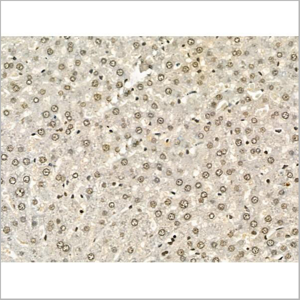 product-image-AAA31182_IHC4.jpg