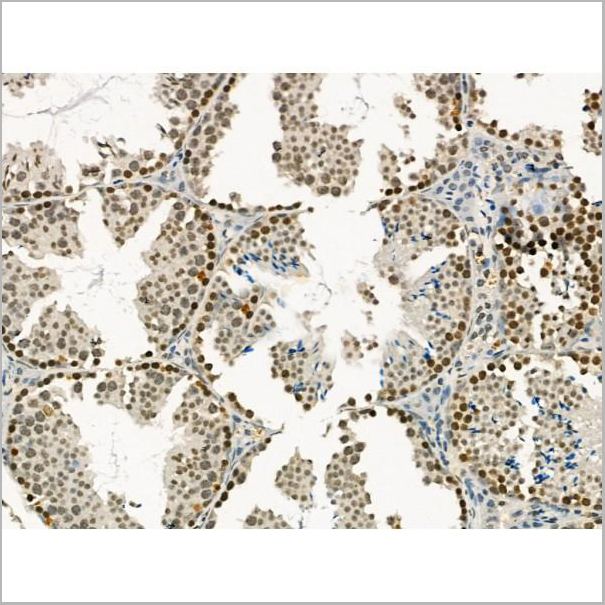 product-image-AAA31182_IHC6.jpg